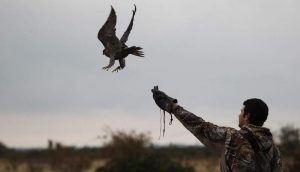 Falcão a sair do punho do falcoeiro