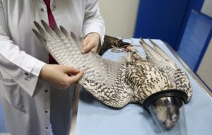 Falcão em observação no hospital veterinário de Abu Dhabi