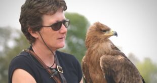 Falcoaria aliada a Conservação - Entrevista Jemina Parry Jones