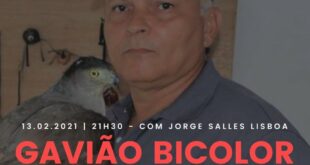 Cartaz divulgação LIVE sobre Gavião Bicolor