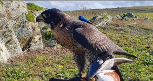 Jornada de caça aos patos de altanaria