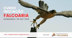 Curso de Iniciação à Falcoaria - Guimarães, 2025