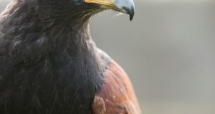 Convite de apresentação de nova zona de caça gerida pela APF em Mértola