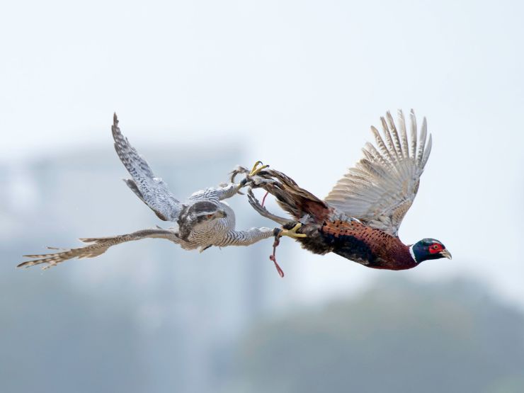 A falcoaria é uma forma de caça natural