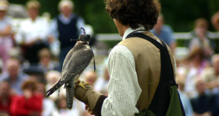 Diferença falcoaria e outras atividades com aves de rapina