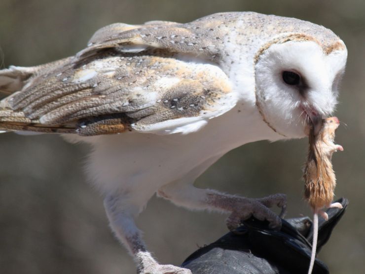 Manter aves de presa apenas como animais de estimação: os riscos de uma dieta não adequada. 