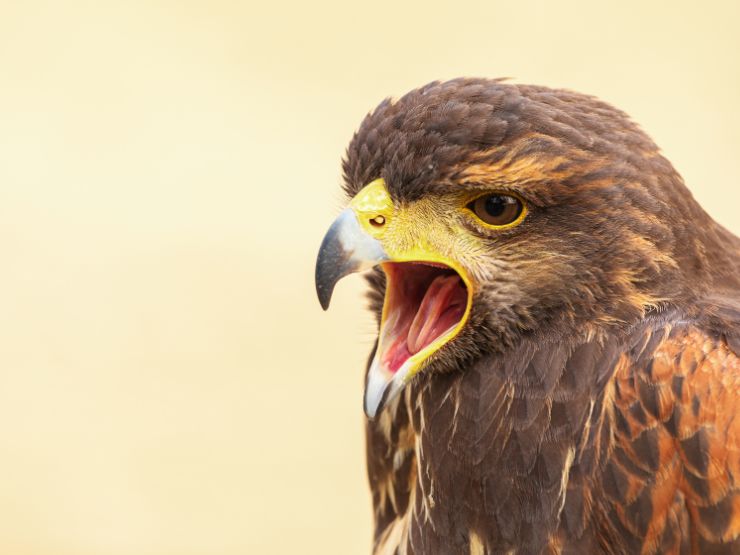 Manter aves de presa apenas como animais de estimação: os riscos de comportamentos difícieis