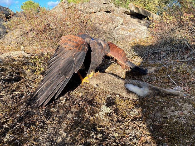 Manter aves de presa apenas como animais de estimação: os riscos de não dar resposta às suas necessidades naturais