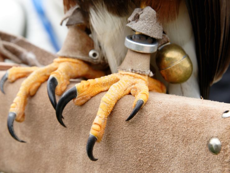 Descobrir o equipamento de falcoaria - os cascavéis e malhos