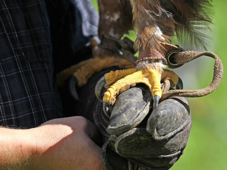 Descobrir o equipamento de falcoaria - os piós