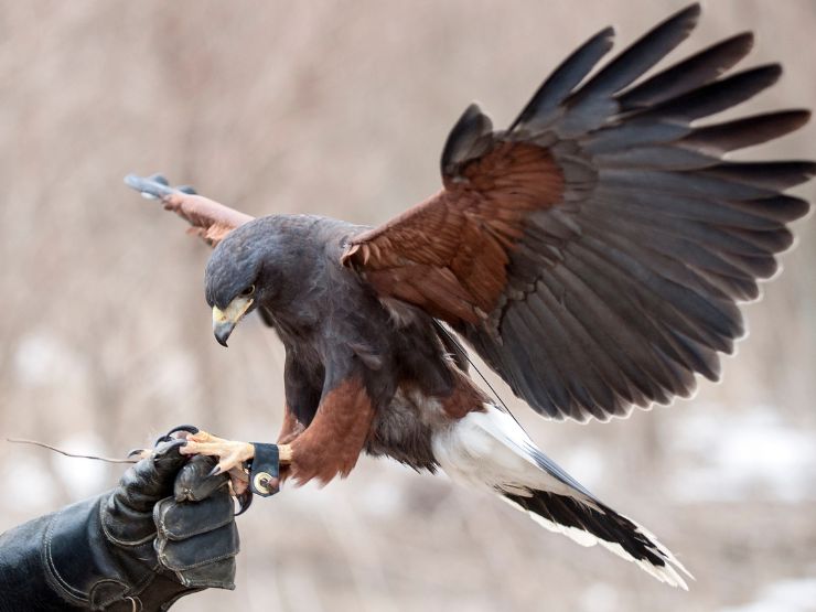 Descobrir o equipamento de falcoaria - a luva