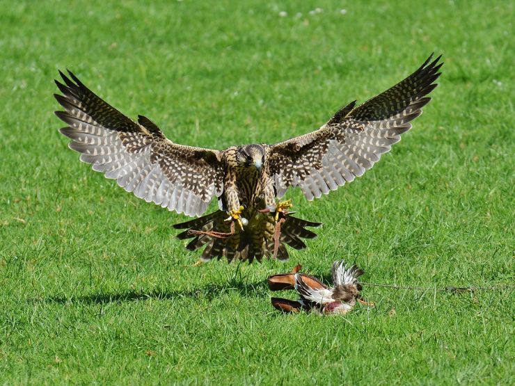Descobrir o equipamento de falcoaria - o rol