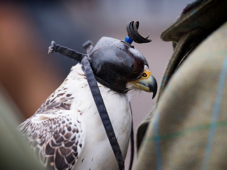 Um falcão com equipamento de falcoaria - o caparão