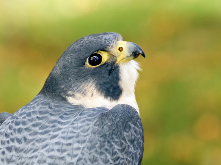 Biologia na falcoaria - o falcão peregrino