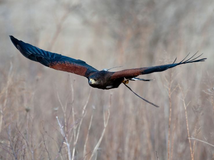 Harris com equipamento de falcoaria