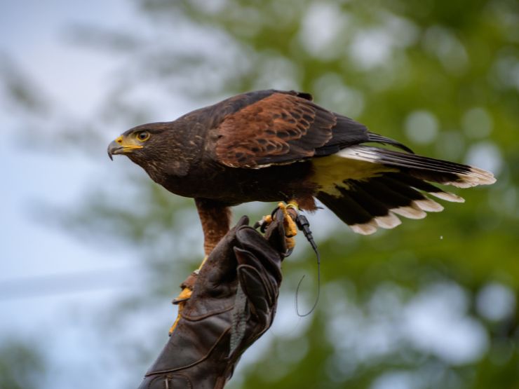 Ave de falcoaria com emissor de telemetria