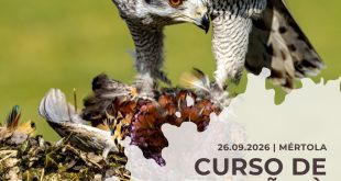 Curso de iniciação à falcoaria - Mértola