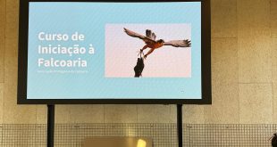 Curso de iniciação falcoaria APF Mértola